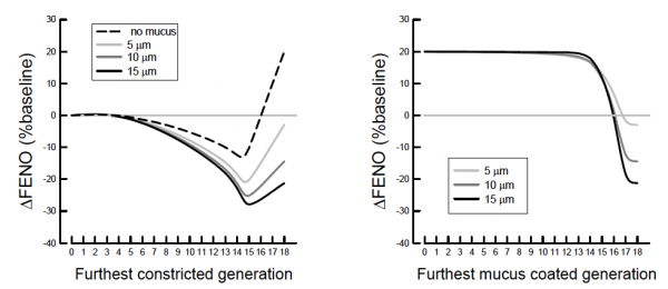 Calculated modifications of the feno resulting from a reduction of the airway caliber