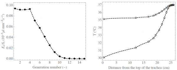 Evaporation flux density in the lungs, as a function of the generation index and temperature profil in the lungs during inspiration and expiration