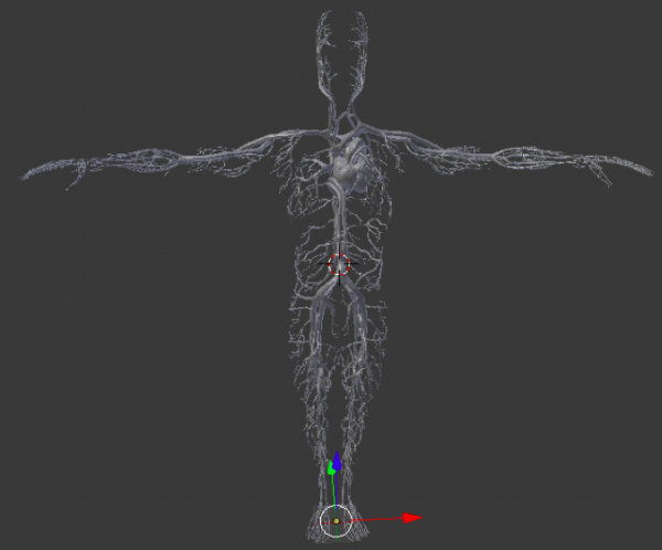 3D model of the Cardiovascular system