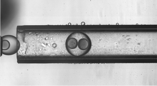 Double emulsion (water in oil in water) in a capillary device with two droplets of water in each droplet of oil