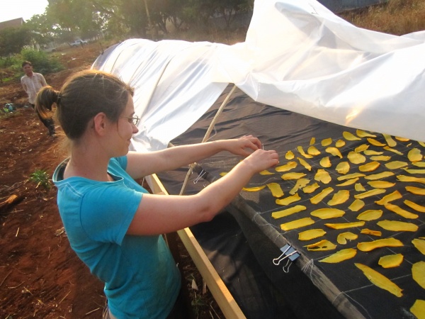 Drying of mangos in Cambodia