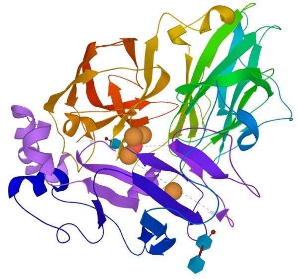 Structure of corriolopsis gallica laccase with its 4 copper atoms (orange spheres)