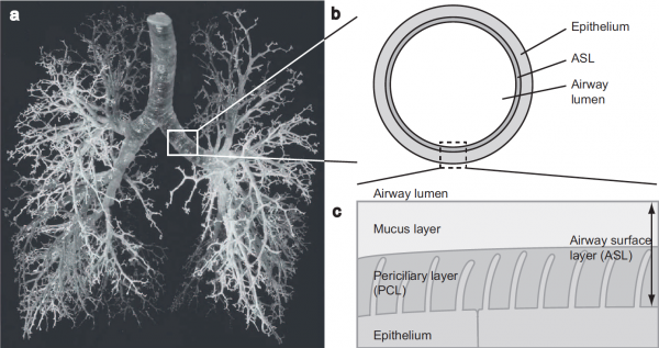 Schematic representation of the layer covering the airway epithelium