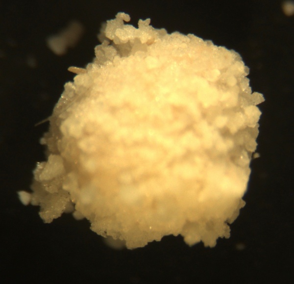 Spherical yeast pellet, with a carrier